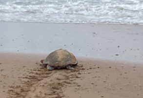 Mon Repos Turtle Encounter featured image