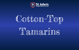 Cotton-Top Tamarins featured image
