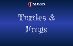 Turtles & Frogs featured image